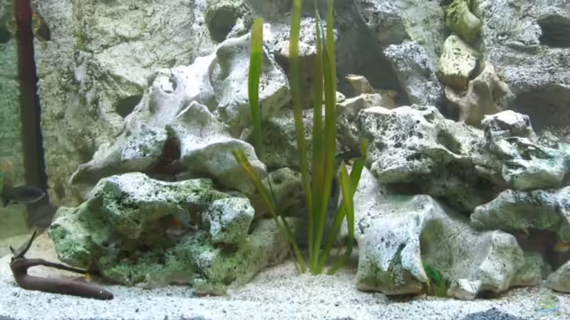 Aquarium Becken 8555 von Torsten Dau (5)