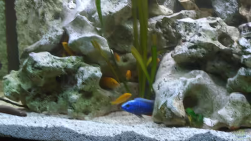 Aquarium Becken 8555 von Torsten Dau (7)