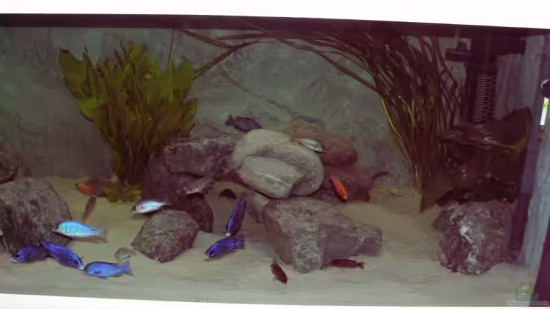 Aquarium Becken 856 von wede1980 (3)