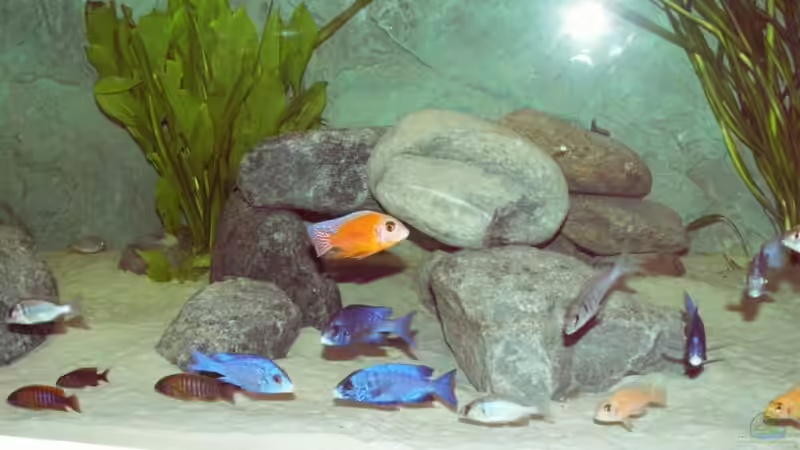 Aquarium Becken 856 von wede1980 (4)