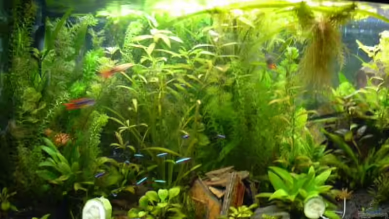 Aquarium Becken 8561 von Sado-Uwe (11)