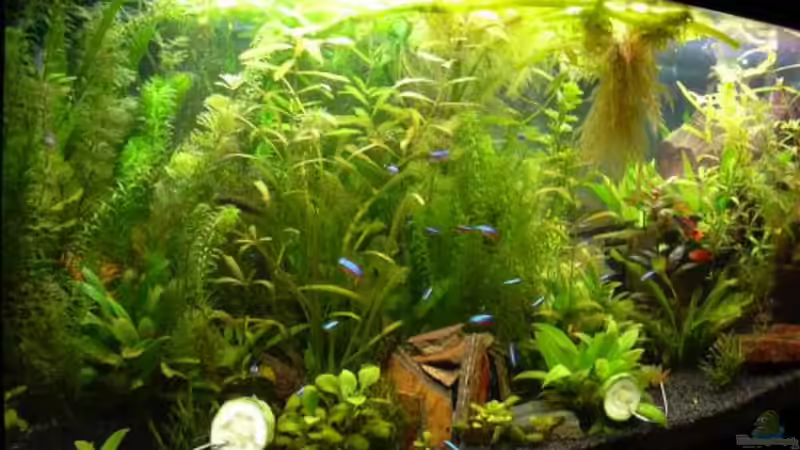 Aquarium Becken 8561 von Sado-Uwe (12)