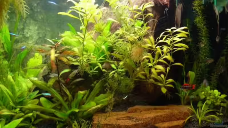 Aquarium Becken 8561 von Sado-Uwe (9)