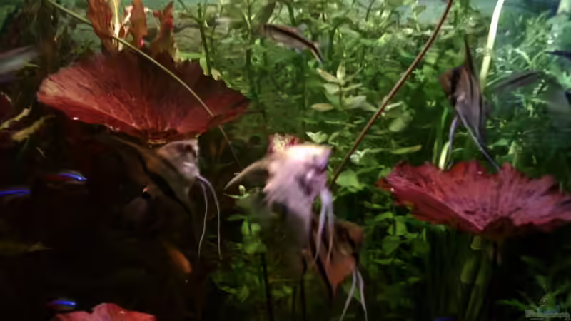 Aquarium Becken 8563 von Sebastian Kunzmann (4)