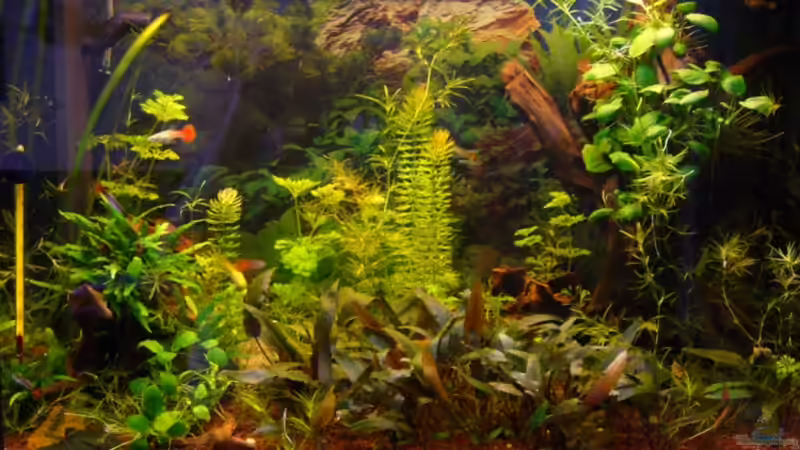 Aquarium Becken 8565 von Birgit S. (2)