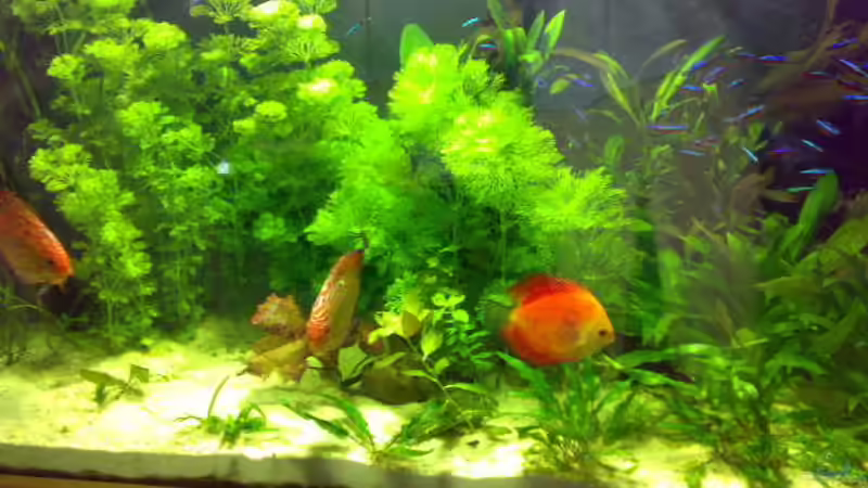 Aquarium Becken 8574 von Sylvia Hoffmann (2)