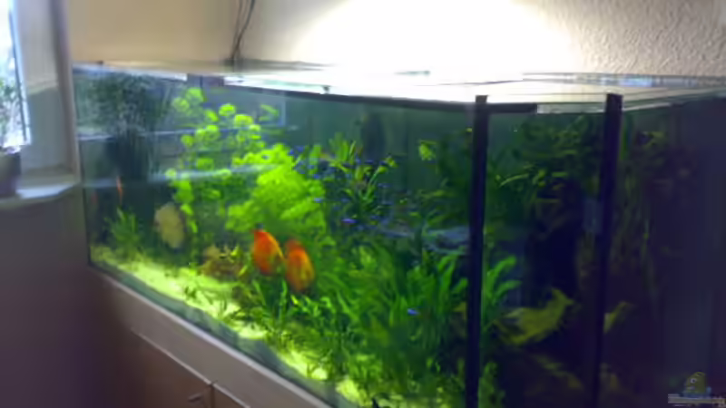 Aquarium Becken 8574 von Sylvia Hoffmann (3)