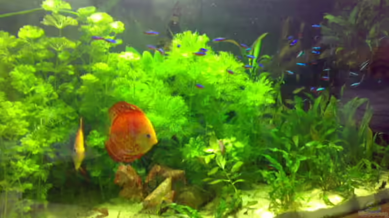 Aquarium Becken 8574 von Sylvia Hoffmann (5)