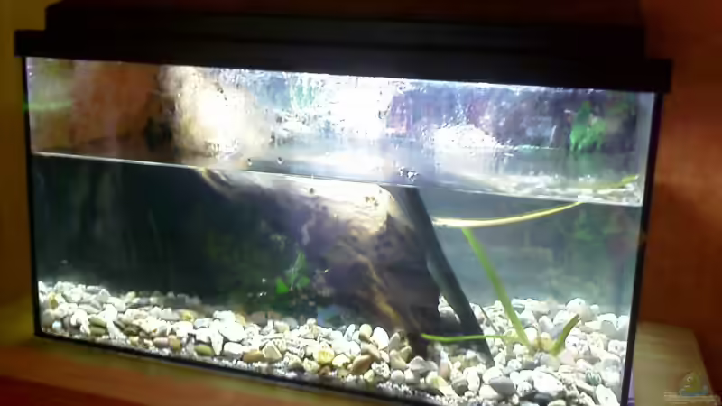 Aquarium Becken 8575 von Manfred Hütten (2)