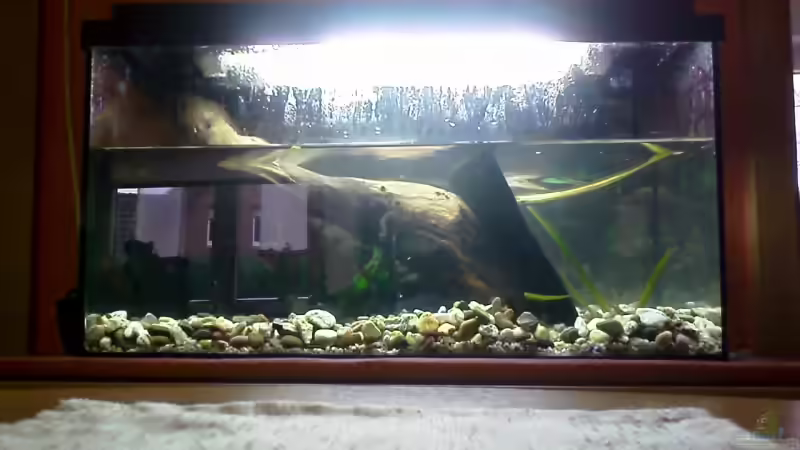 Aquarium Becken 8575 von Manfred Hütten (4)