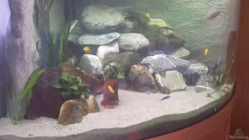 Aquarium Becken 8618 von Daniela Birrer (3)