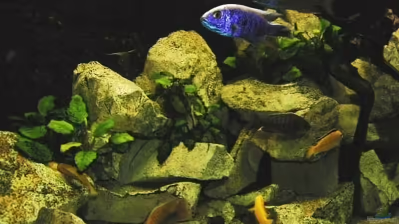 Aquarium Becken 8631 von Henning Sayer (2)