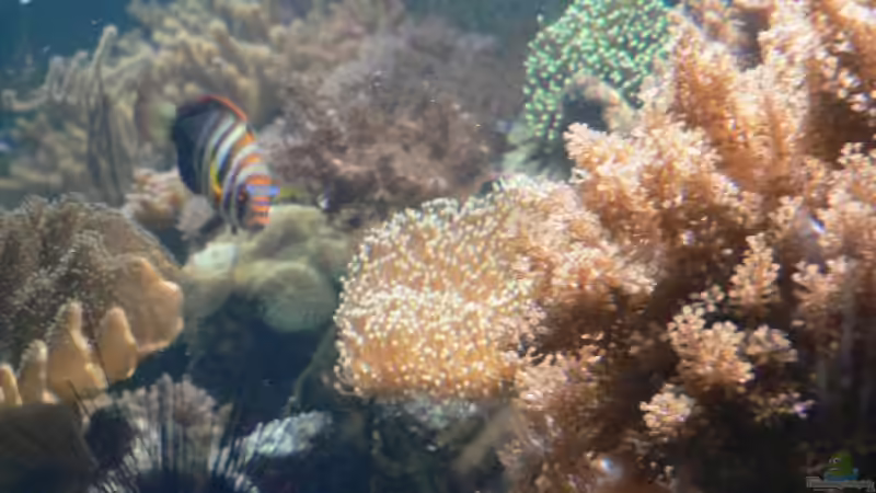 Aquarium Becken 8633 von leip1 (2)