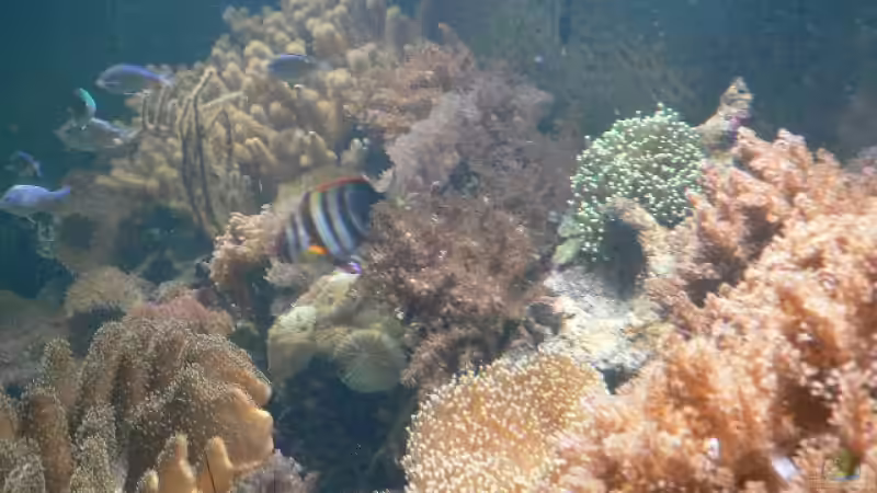 Aquarium Becken 8633 von leip1 (3)