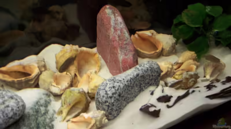 Aquarium Becken 8644 von cichliden-aquarium.de (3)