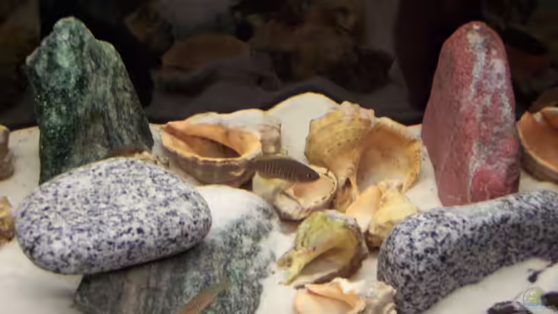 Aquarium Becken 8644 von cichliden-aquarium.de (4)