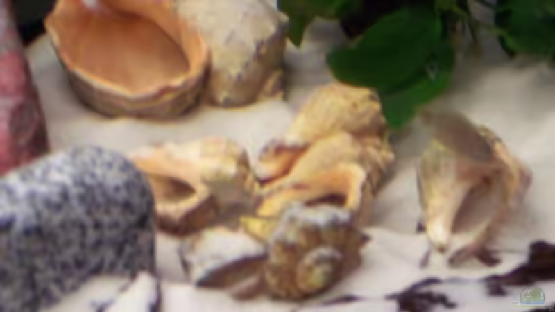 Aquarium Becken 8644 von cichliden-aquarium.de (5)