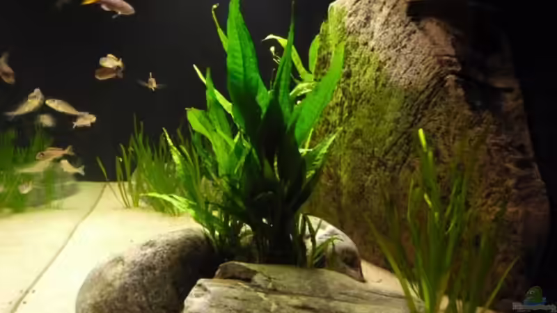 Aquarium Becken 8652 von vitus (2)