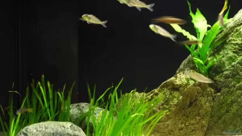 Aquarium Becken 8652 von vitus (3)