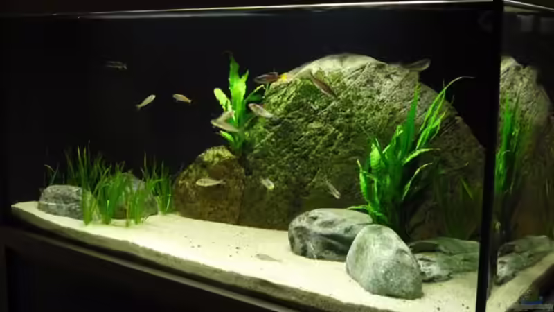 Aquarium Becken 8652 von vitus (4)