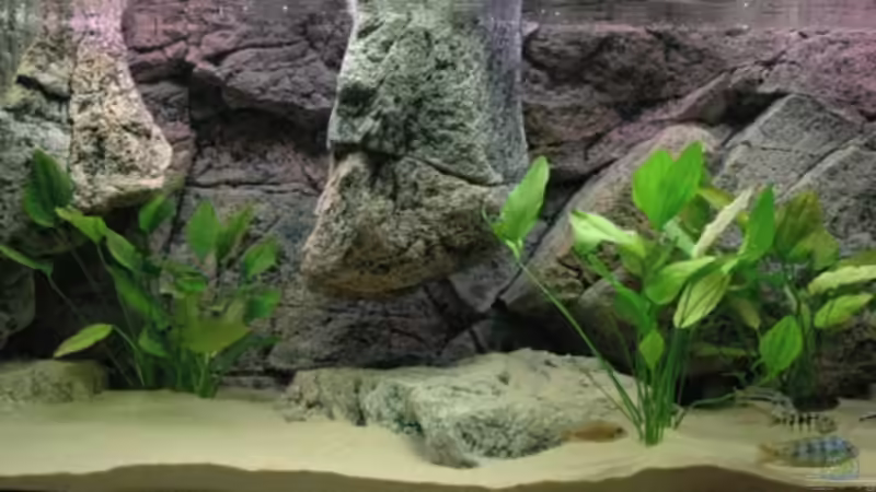 Aquarium Becken 8662 von Jürgen Nagl (3)