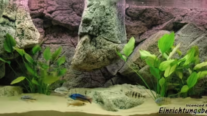 Aquarium Becken 8662 von Jürgen Nagl (4)