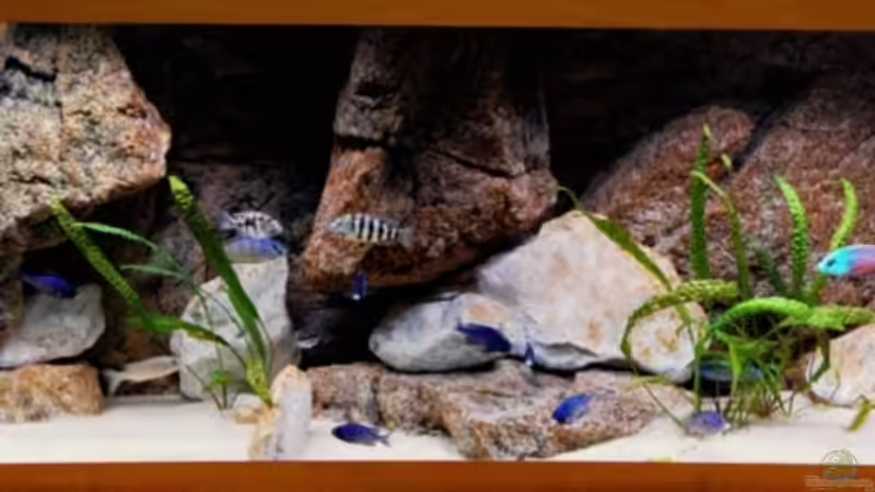 Aquarium Becken 8662 von Jürgen Nagl (5)