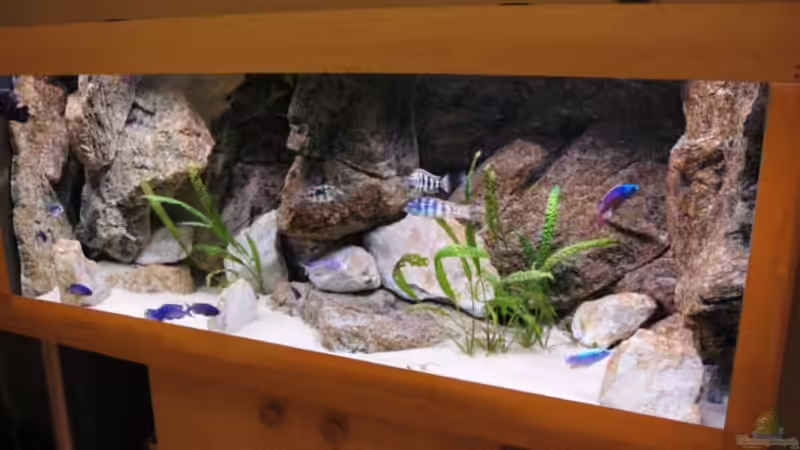 Aquarium Becken 8662 von Jürgen Nagl (6)