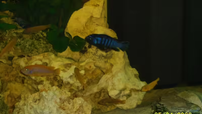 Aquarium Becken 8686 von Rene Nolting (3)