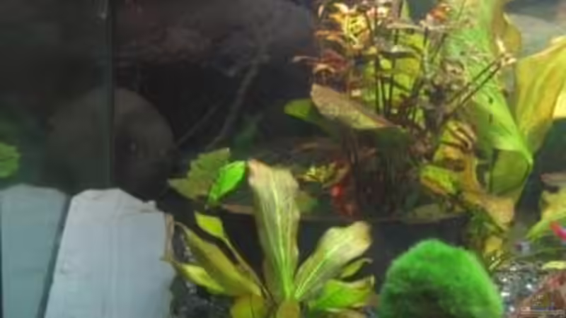 Aquarium Becken 8690 von Ingo Böddrich (2)