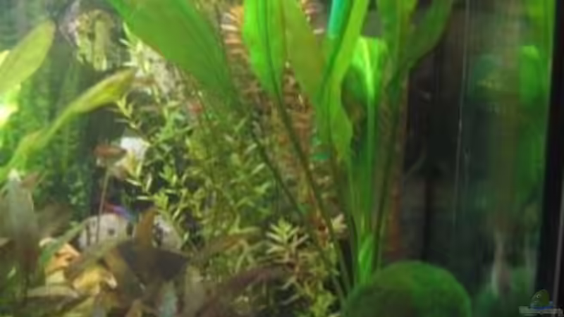 Aquarium Becken 8690 von Ingo Böddrich (4)