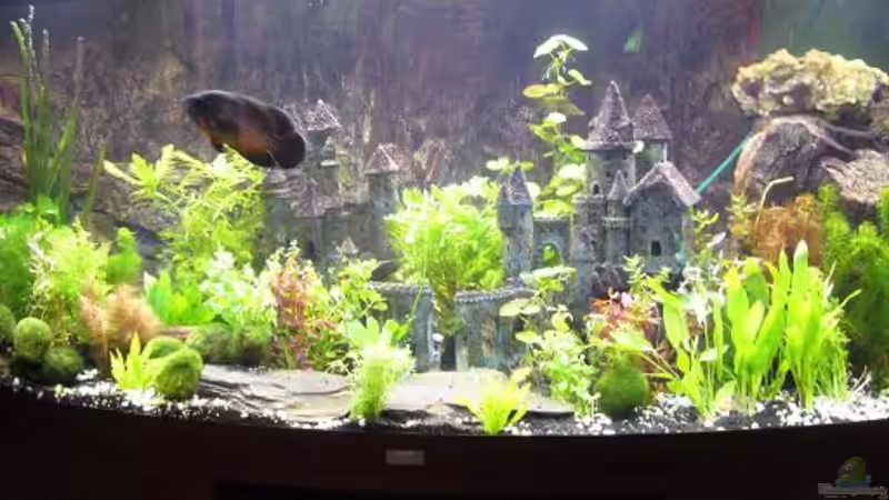 Aquarium Becken 8694 von Sandy_ (2)