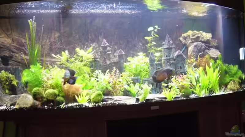 Aquarium Becken 8694 von Sandy_ (4)