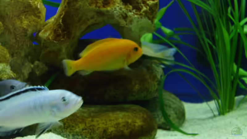 Aquarium Becken 8716 von deepsea (6)