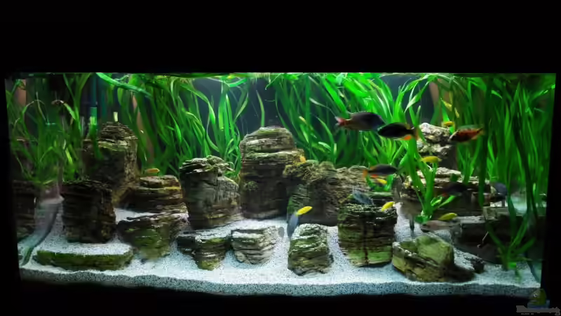 Aquarium Becken 8737 von Christian Colling (2)