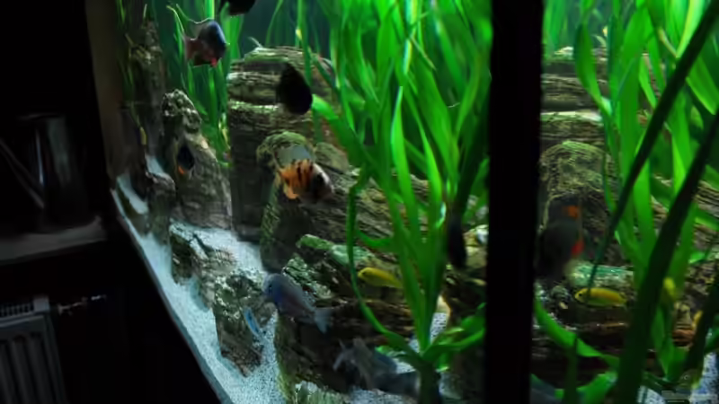 Aquarium Becken 8737 von Christian Colling (3)