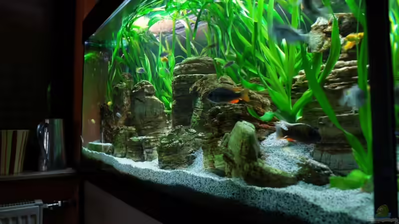 Aquarium Becken 8737 von Christian Colling (4)