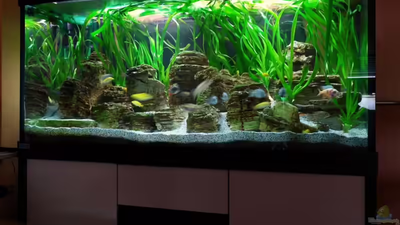 Aquarium Becken 8737 von Christian Colling (5)