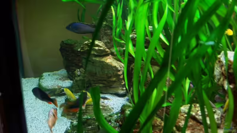 Aquarium Becken 8737 von Christian Colling (6)