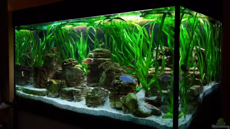 Aquarium Becken 8737 von Christian Colling (7)