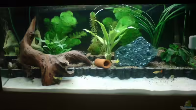 Aquarium Becken 8738 von bentinet (2)