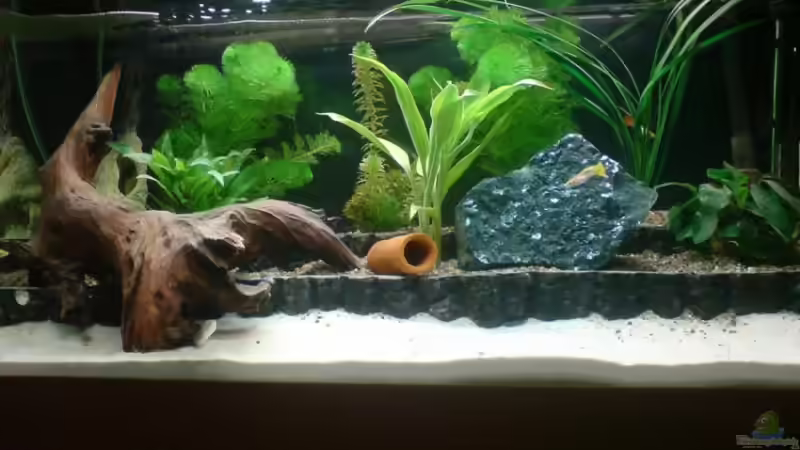 Aquarium Becken 8738 von bentinet (3)