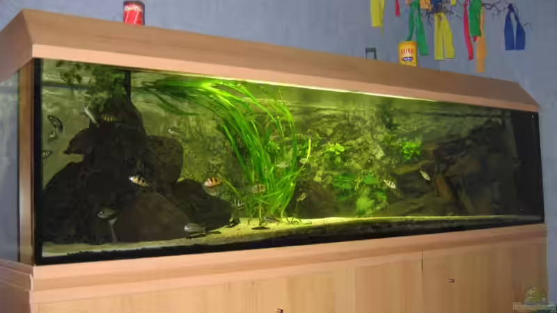 Aquarium Becken 874 von Johannes Meyer (5)