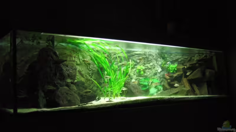 Aquarium Becken 874 von Johannes Meyer (6)