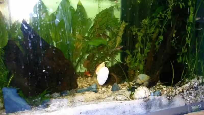 Aquarium Becken 8763 von Andre Meyer (2)