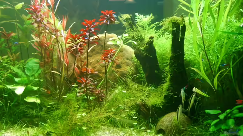 Aquarium Becken 8766 von Christian Gottberg (2)