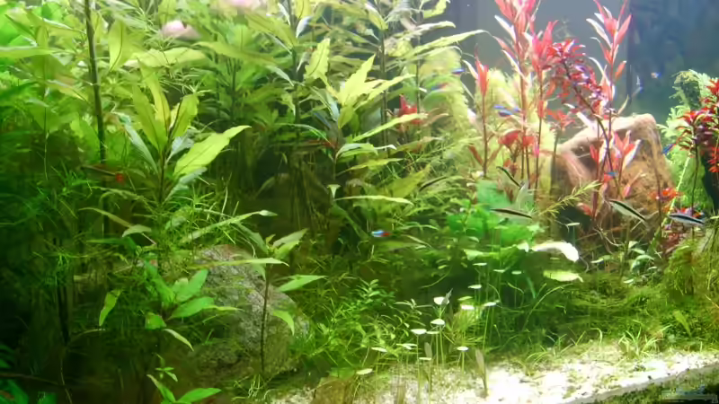 Aquarium Becken 8766 von Christian Gottberg (4)