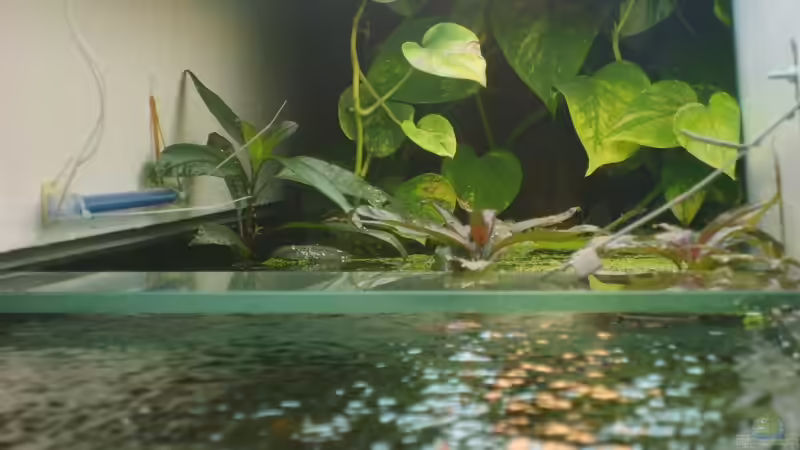 Aquarium Becken 8766 von Christian Gottberg (7)