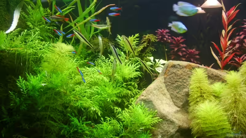 Aquarium Becken 8766 von Christian Gottberg (8)