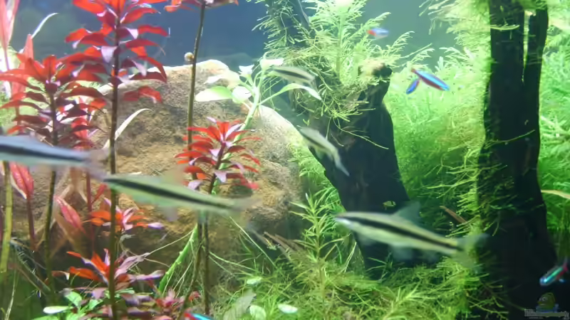 Aquarium Becken 8766 von Christian Gottberg (9)